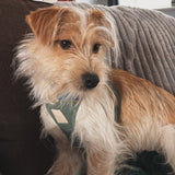 FuzzYard Life Myrtle Green Step In Dog Harness By Fuzzyard