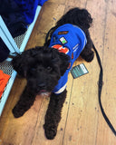 Blue Letterman Varsity Dog Jacket By FuzzYard
