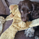 No Stuffing Bear Crinkle Dog Toy By House Of Paws