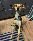 Neon Check Handmade Collection By Urban Tails