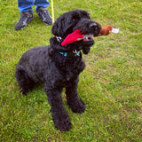 Halloween Doggy Dagger Dog Toy By P.L.A.Y