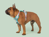Gingham-Rainbow Adventure All-Rounder Dog Harness By Big & Little Dogs