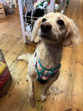 Gingham-Rainbow Adventure All-Rounder Dog Harness By Big & Little Dogs