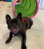 8th Nov Love From Betty Socials Mixed S/M Breeds 1.30pm - 3pm @ Mi Coffee & Cake Sandhurst