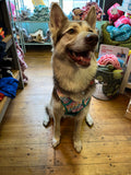 Gingham-Rainbow Adventure All-Rounder Dog Harness By Big & Little Dogs