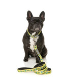 M Skater Gator Dog Collar By FuzzYard