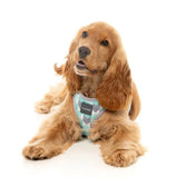 Mint Fizz Step In Dog Harness By Fuzzyard