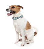 Mint Fizz Dog Collar By Fuzzyard