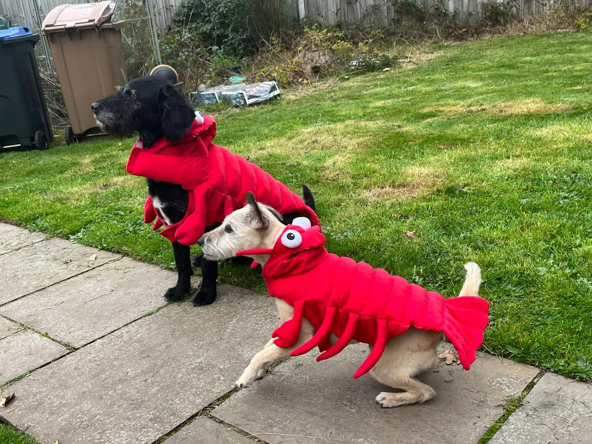 Lobster Costume By Show Tail Love From Betty