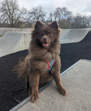 M & L Fuzz Bear Step In Dog Harness By Fuzzyard