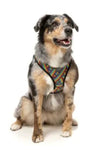 Rainbow Northcote Stripe Step In Dog Harness By Fuzzyard