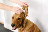 Ear Wipes By Pet Wiz