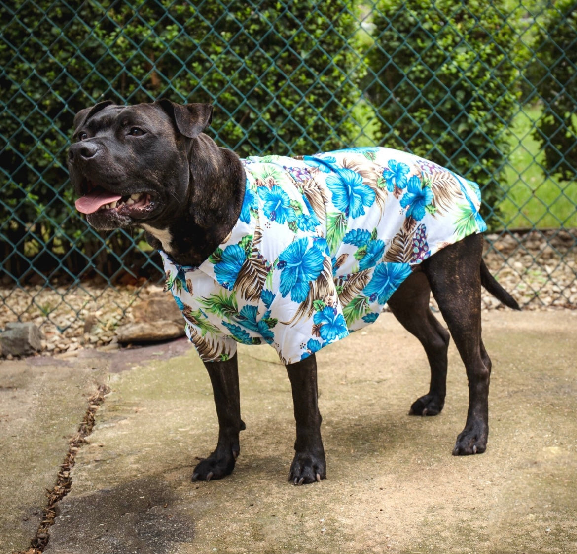 Hawaiian discount dog clothes