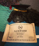 K9 Scholar Hat & Diploma Dog Toy by P.L.A.Y