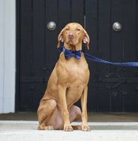 M & L Navy Blue Velvet Dog Collar By Sweet William