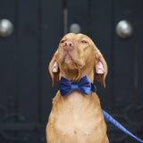 Navy Blue Velvet Dog Bow Tie By Sweet William