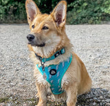 Lightning Love Dog Collar By The Spotty Hound