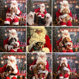Santa Paws Festive Christmas Party Sunday 14th Dec @ Mi Coffee & Cake