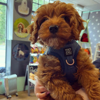 Midwash Denim Blue Step In Harness By Dogistry