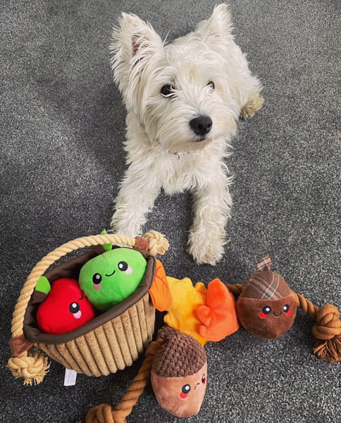 Acorn dog toy sales with toy inside