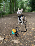 The Lunar One Dog Harness By The Luna Co