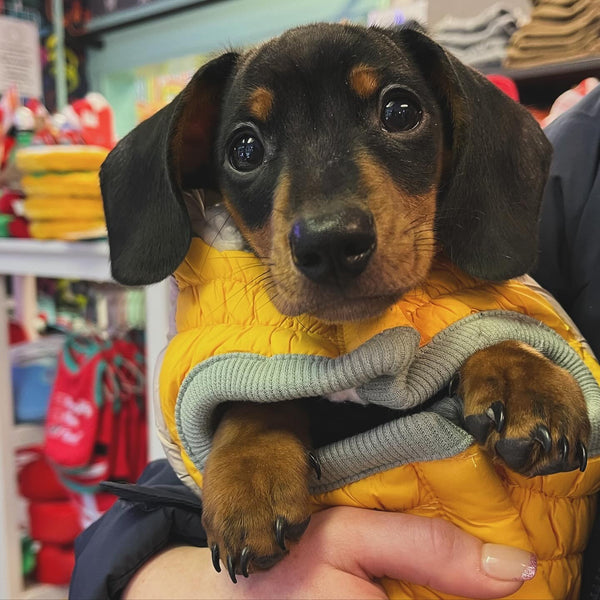 Yellow dog hot sale jacket