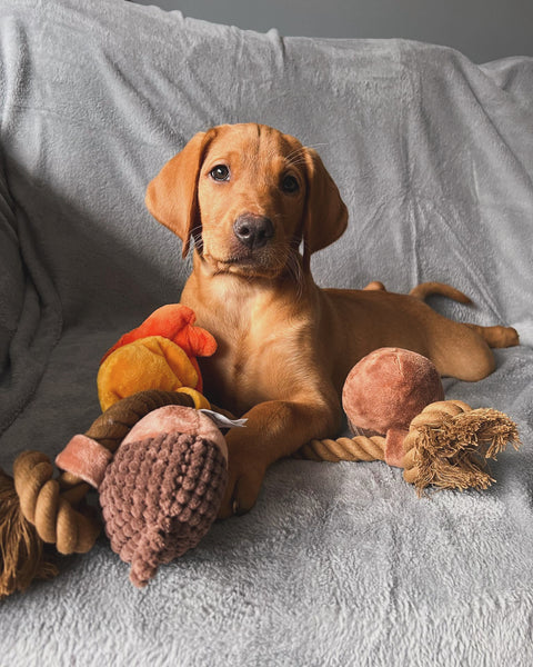 Autumn Acorn Rope Dog Toy By Hugsmart – Love From Betty