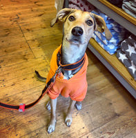 Bright Orange Cosy Dog Hoodie