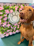 4th Oct Love From Betty Socials Mixed Gentle Giants Larger Breeds  @ Mi Coffee & Cake Sandhurst