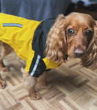 Windbreaker Yellow Dog Jacket By Urban Pup