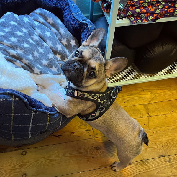 Savanna Green Animal Print Step In Dog Harness By Fuzzyard