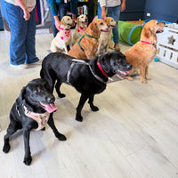 8th Nov Love From Betty Socials Retriever Gang @ Mi Coffee & Cake Sandhurst