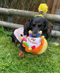 Happy Birthday Cake Dog Toy By House Of Paws
