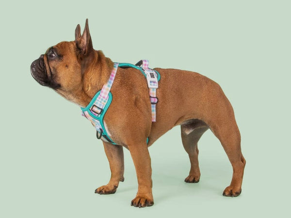 Gingham Rainbow Adventure All Rounder Dog Harness By Big Little Dogs Love From Betty
