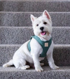 FuzzYard Life Myrtle Green Step In Dog Harness By Fuzzyard