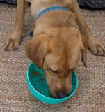 Orva Wobble Enrichment Bowl By Ancol