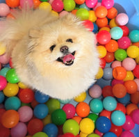 20th Sept Love From Betty Socials Poms/Spitz & Toy Breed Pals @ Mi Coffee & Cake Sandhurst
