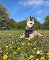 Where The Flowers Bloom Over Head Harness By For Dog Lovers
