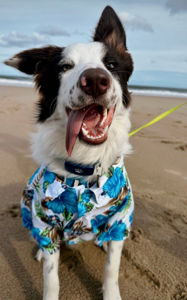 Blue Hibiscus Hawaiian Dog Shirt By Midlee