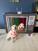 8th Nov Love From Betty Socials Retriever Gang @ Mi Coffee & Cake Sandhurst