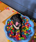 8th Nov Love From Betty Socials Retriever Gang @ Mi Coffee & Cake Sandhurst