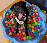 Sat 28th Feb 10am - Love From Betty Socials Retriever Team @ Mi Coffee & Cake Sandhurst