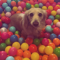 4th Oct Love From Betty Socials Dachshund Club @ Mi Coffee & Cake Sandhurst