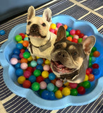 Sat 25th April 1pm - Love From Betty Socials Frenchies & Buddies @ Mi Coffee & Cake Sandhurst