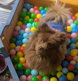 Sat 28th Nov 1pm - Love From Betty Socials Poms & Pals @ Mi Coffee & Cake Sandhurst
