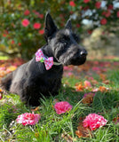 Spring Has Sprung Bow Bundle Handmade By Urban Tails