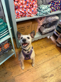 Luxe Purple Step In Harness By Dogistry