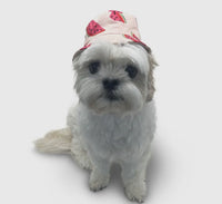 Watermelon Bucket Hat By Dogo Pet