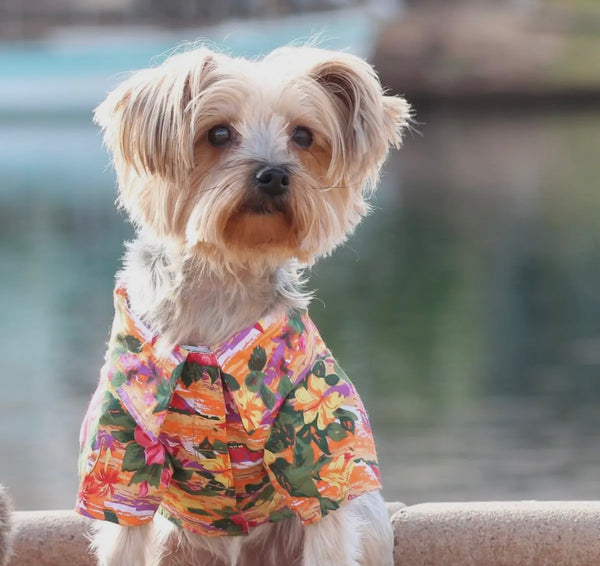 Summer Hawaiian Dog Shirt By Doggie Design