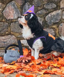 Halloween Witch Costume & Toy Kit By Zippy Paws